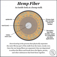 Cross section of a hemp stalk outlining its anatomy.