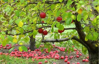 The-apple-orchard-photo.jpg