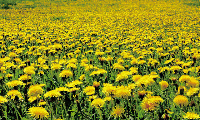 Sea_of_dandelions.jpg