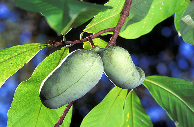 640px-Asimina triloba3.jpg