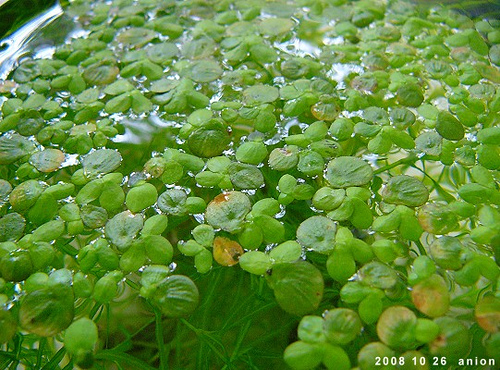 Duckweed Open Source Ecology