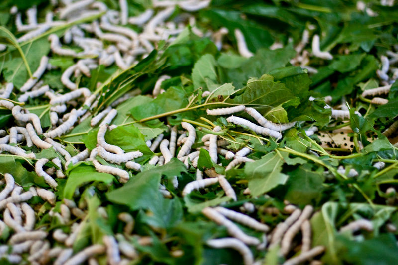 File:Silkworms01.jpg