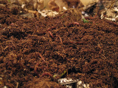 Earthworm - Soil Ecology Wiki