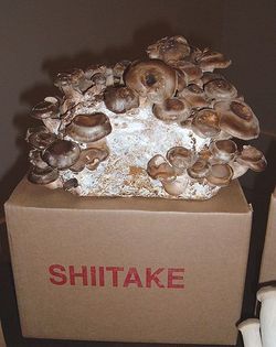 Shiitake.JPG