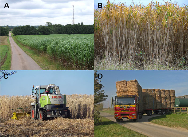 File:Miscanthus figure.jpg