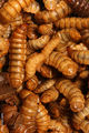 BSF larvae.jpg