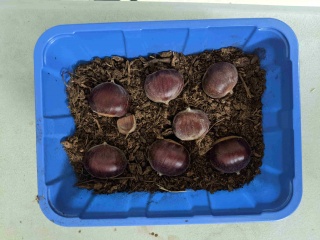 Growing chestnuts.jpg