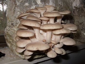 OysterMushrooms.jpg