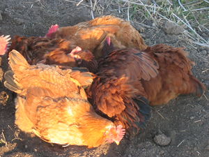 Chickens1.jpg