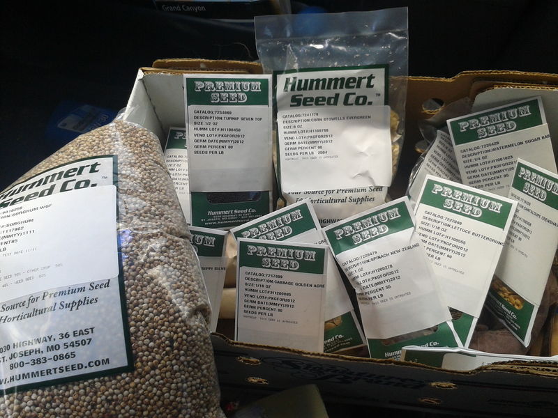 File:SummerSeeds.jpg