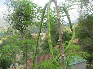 Moringa oleifera pods NP.jpg