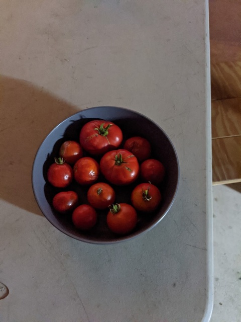 Tomatoes.jpg