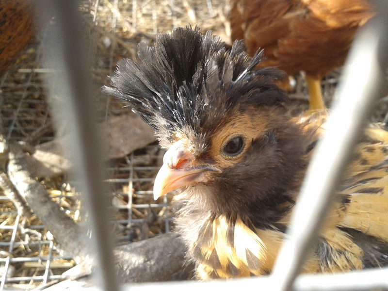 File:Chick.jpeg