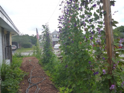 EdibleFlowerWall2.jpg