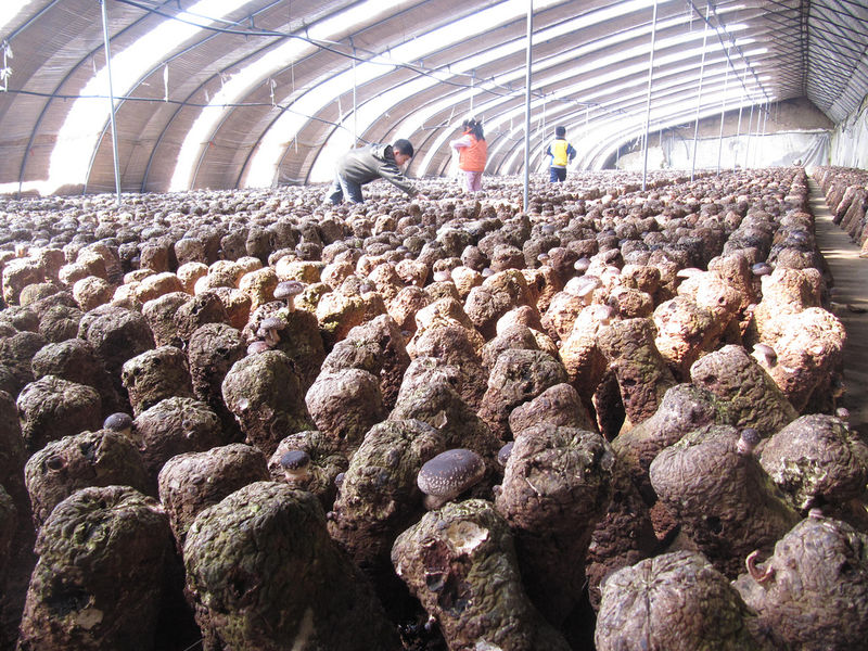 File:MushroomFarmChina.jpg